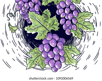 Vector illustration with bunches of grapes.