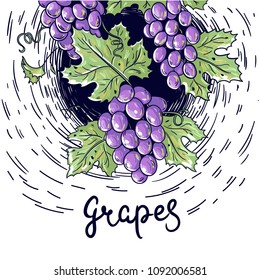 Vector illustration with bunches of grapes.