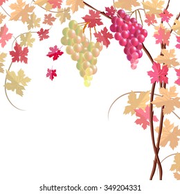 Vector illustration with a bunches of grapes. In the background can be seen yellow and red  leaves. It can be used for decoration of menu and wine list.