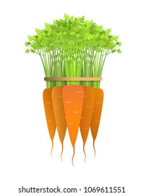 vector illustration of bundle  carrots, white isolated background
