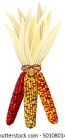Vector illustration of a bundle of colorful autumn corn.