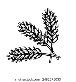Vector illustration of bundle of wheat illustrated. Engraving of harvest element.