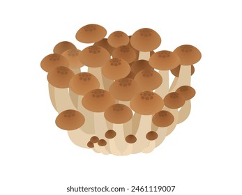 Vector illustration of Bunshimeji mushroom