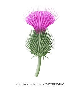 Vector illustration, burdock flower, isolated white background.