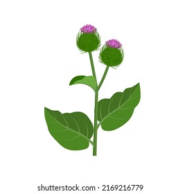 Vector illustration, Burdock plant, isolated on white background, Medical herbs and cosmetics.