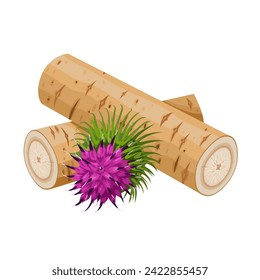 Vector illustration, burdock root and flower, scientific name Arctium lappa, isolated on white background.