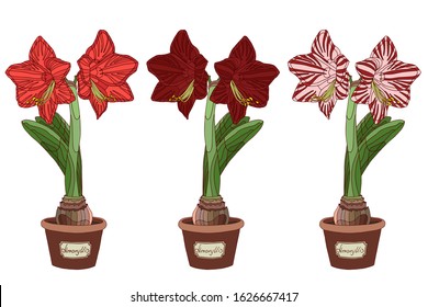 Vector illustration. Burgundy Amaryllis. Hippeastrum in a pot. Bulb, sprout and amaryllis flower. Red flower in a pot. Elegant spring illustration.