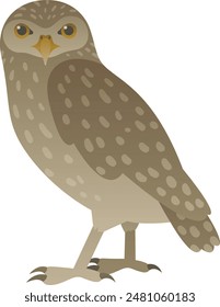 Vector illustration of burrowing owl or shoco side view. Wild bird standing isolated on white background. Predatory carnivores feathered.