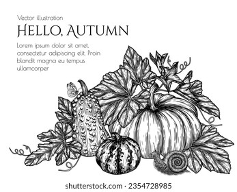 Vector illustration of a bush of 3 different pumpkins in the style of engraving