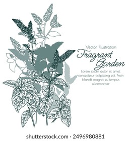 Ilustración vectorial de un arbusto de menta floreciente en estilo de grabado