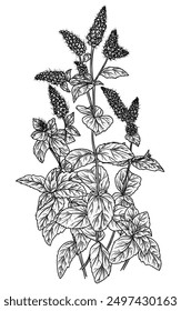 Vector illustration of a bush of blooming mint in engraving style	