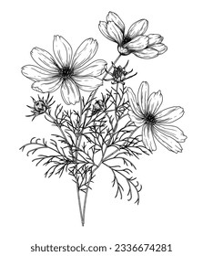 Vector illustration of a bush of cosmos bipinnatus flowers in the style of engraving