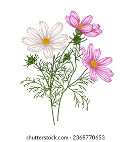 Vector illustration of a bush of cosmos bipinnatus flowers  - Shutterstock ID 2368770653
