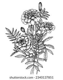 Vector illustration of a bush of marigold flowers in engraving style