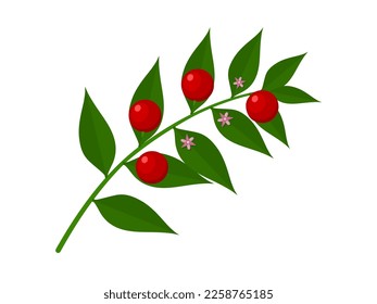 Vector illustration, butcher's broom or Ruscus aculeatus, isolated on white background.