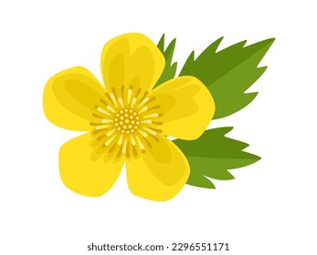 Vector illustration, buttercups flower or Ranunculus eschscholtzii, isolated on white background.