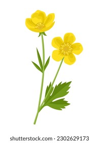 Vector illustration, buttercups flower or Ranunculus eschscholtzii, isolated on white background.