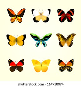 vector illustration of butterflies
