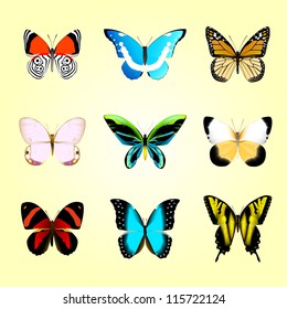 vector illustration of butterflies