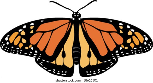 Vector illustration of butterfly