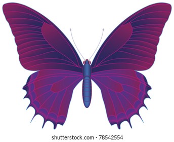vector illustration of a butterfly