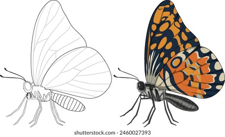 Vector illustration of a butterfly, black and white to color