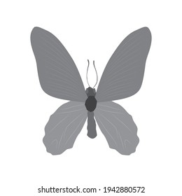 Vector illustration of butterfly cartoon on white background