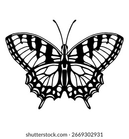 Vector illustration of butterfly in doodle style.