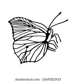 Ilustração vetorial de borboleta em estilo doodle.