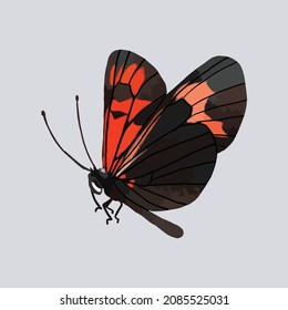 Vector illustration of butterfly heliconius