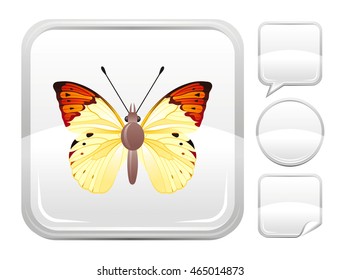 Vector illustration of butterfly insect. Blank button form set - square, speaking bubble, circle, sticker.
