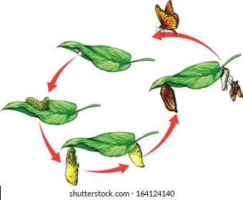 Vector illustration of Butterfly life cycle.