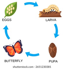 Ilustração vetorial do ciclo de vida da borboleta: ovo, larva (lagarta), pupa (crisálida) e borboleta adulta. Ideal para uso biológico ou educacional