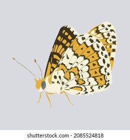 Vektorgrafik von Schmetterling melitaea cinxia sacarina.