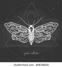 vector illustration with butterfly on a chalkboard, mystic illustration with dead head moth