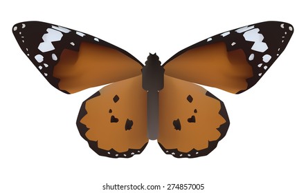 Vector illustration of butterfly with open wings in a top view