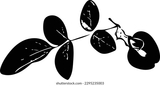 Vector illustration of a butterfly pea on a white background