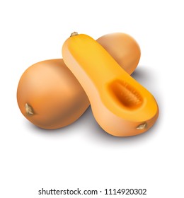 Vector Illustration, butternut squash.