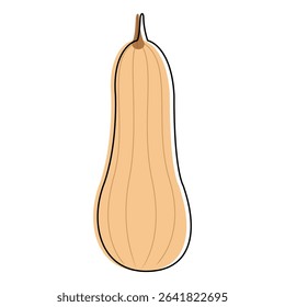 Vector illustration of butternut squash isolated on white.