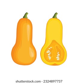 Vector illustration of butternut squash or butternut pumpkin whole and cut in half. Cartoon ripe yellow squash, pumpkin vegetable. Harvest or crop for Thanksgiving Day celebration, fresh veggies