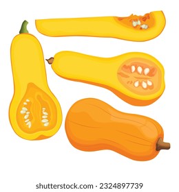 Vector illustration of butternut squash or butternut pumpkin whole and cut in half. Cartoon ripe yellow squash, pumpkin vegetable. Harvest or crop for Thanksgiving Day celebration, fresh veggies