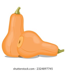 Vektorgrafik von Butterut-Squash oder Butterut Kürbis ganz und in der Mitte geschnitten. Cartoon reife gelbe Squash, Kürbisgemüse. Ernte oder Ernte zum Erntedankfest, frische Gemüse