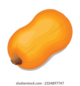 Vector illustration of butternut squash or butternut pumpkin whole and cut in half. Cartoon ripe yellow squash, pumpkin vegetable. Harvest or crop for Thanksgiving Day celebration, fresh veggies