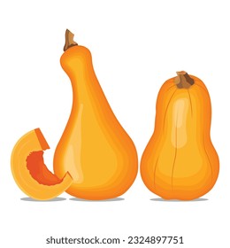 Vector illustration of butternut squash or butternut pumpkin whole and cut in half. Cartoon ripe yellow squash, pumpkin vegetable. Harvest or crop for Thanksgiving Day celebration, fresh veggies