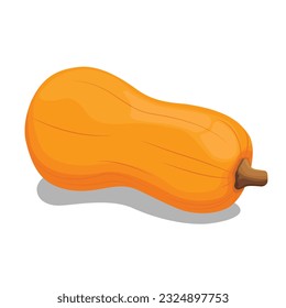 Vector illustration of butternut squash or butternut pumpkin whole and cut in half. Cartoon ripe yellow squash, pumpkin vegetable. Harvest or crop for Thanksgiving Day celebration, fresh veggies