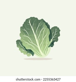 vector illustration Cabbage big green leaves vegetable isolated. Fresh and healthy Organic food for salad