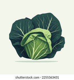 vector illustration Cabbage big green leaves vegetable isolated. Fresh and healthy Organic food for salad