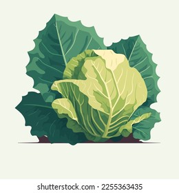 vector illustration Cabbage big green leaves vegetable isolated. Fresh and healthy Organic food for salad