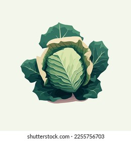 vector illustration Cabbage big green leaves vegetable isolated. Fresh and healthy Organic food for salad