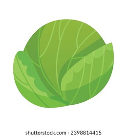 Vector illustration of cabbage in flat style farm fresh veggie just from the garden healthy food.